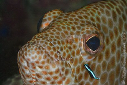 Two cleaners, no waiting.  Honeycomb Cod being tended to ... by Ross Gudgeon 